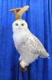 Owl- Snowy 25