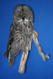 Owl- Great Grey 08