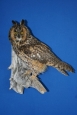 Owl- Long Eared 03