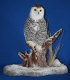 Owl- Snowy 07