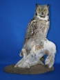 Owl- Great Horned 11