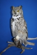 Owl- Great Horned 12