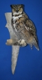 Owl- Great Horned 13