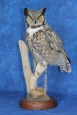 Owl- Great Horned 26