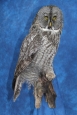 Owl- Great Grey 16