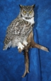 Owl- Great Horned 14