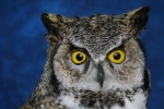 Owl- Great Horned 15