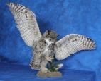 Owl- Great Horned 27