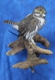 Owl- Pygmy 01