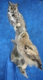 Owl- Great Horned 46