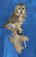 Owl- Saw Whet 03