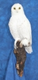 Owl- Snowy 13
