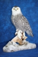 Owl- Snowy 10