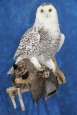 Owl- Snowy 14