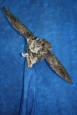 Owl- Great Horned 19