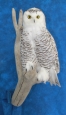 Owl- Snowy 15