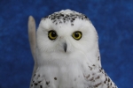 Owl- Snowy 16