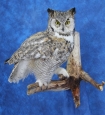 Owl- Great Horned 28