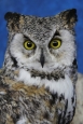 Owl- Great Horned 29