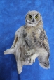 Owl- Great Horned 30