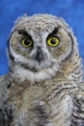 Owl- Great Horned 31