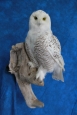 Owl- Snowy 17