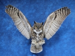 Owl- Great Horned 32
