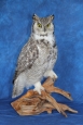 Owl- Great Horned 33