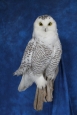 Owl- Snowy 19