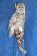 Owl- Great Horned 36