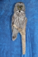 Owl- Great Grey 18