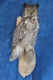 Owl- Great Horned 38