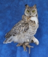 Owl- Great Horned (molting)