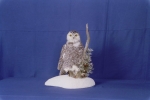 Owl- Snowy 21