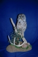 Owl- Barred 01