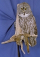 Owl- Great Grey 03