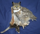 Owl- Great Horned 04