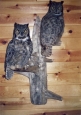 Owl- Great Horned 06