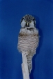 Owl- Hawk 01