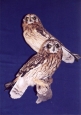 Owl- Short Eared 01