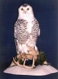 Owl- Snowy 02