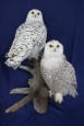 Owl- Snowy 05