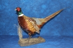 Pheasant- Ring Neck 15