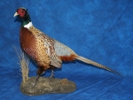 Pheasant- Ring Neck 13
