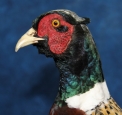 Pheasant- Ring Neck 14