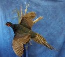 Pheasant- Melanistic 03