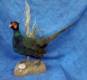 Pheasant- Melanistic 06