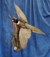 Pheasant- Ring Neck 21