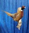 Pheasant- Ring Neck 22