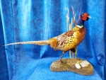 Pheasant- Ring Necked 26